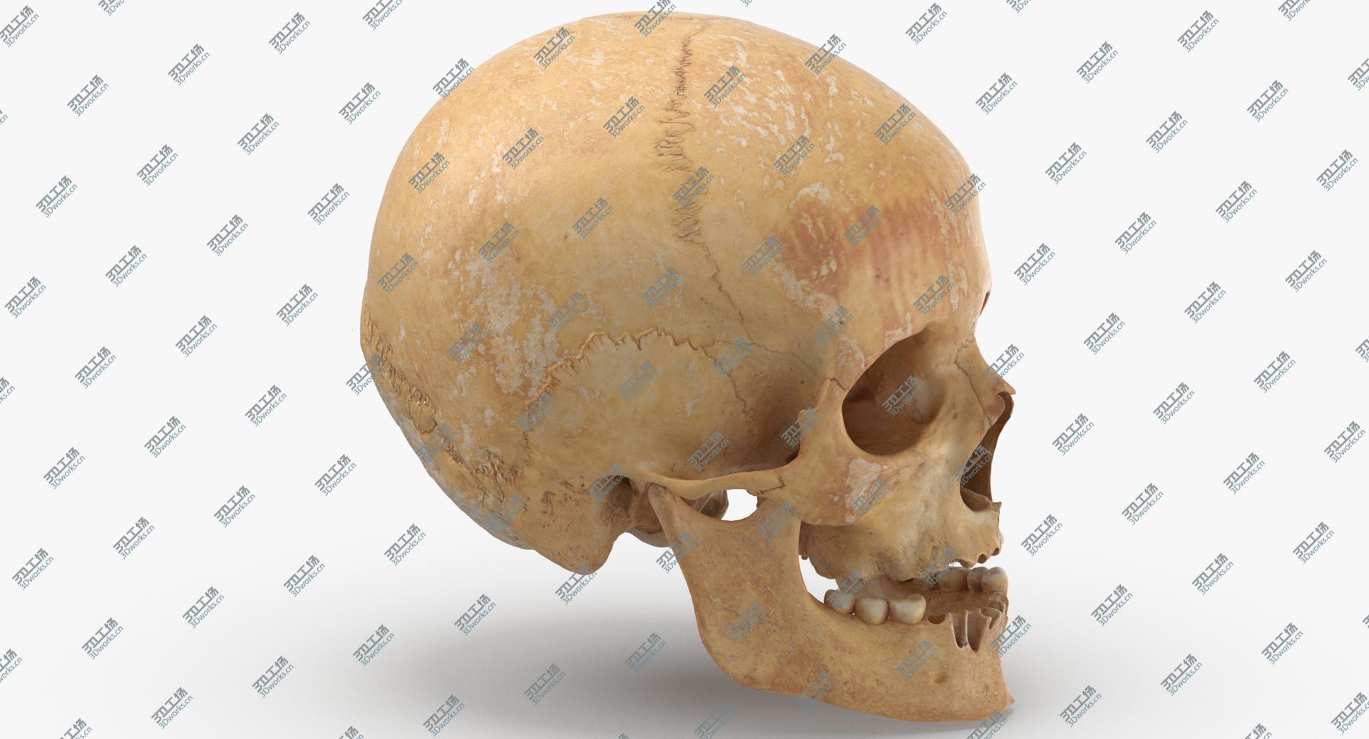 images/goods_img/2021040164/3D Real Human Female Skull With Jaw Damaged 02 model/5.jpg